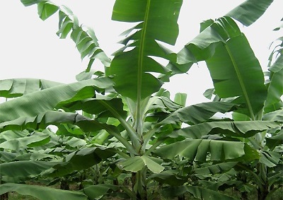 哥斯達黎加香蕉種植中EM的應用